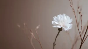 Homeopathy for Perioral Dermatitis